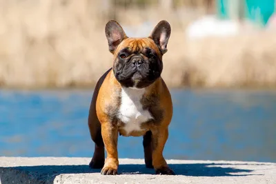 Французский бульдог - описание породы собак: характер, особенности  поведения, размер, отзывы и фото - Питомцы Mail.ru