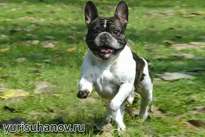 Французский бульдог - это умный, любящий пес, который хочет и должен  проводить много времени со своим хозяином.