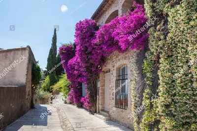 Фотообои Французский дворик с цветами на стене