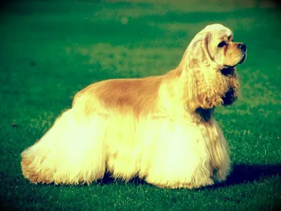 Спаниель: фото собаки, виды, характер, описание и особенности породы
