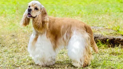 Французский эпаньоль (French spaniel) (Породы собак) пикардийский спаниель, французский  спаниель, французский спаниель фото, французский спаниель купить, французский  кокер спаниель, собака спаниель Энциклопедия о животных EGIDA.BY