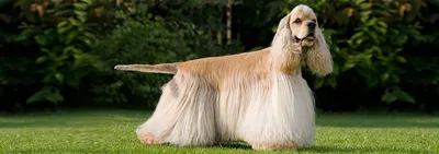 Собака французский кокер спаниель - 80 фото