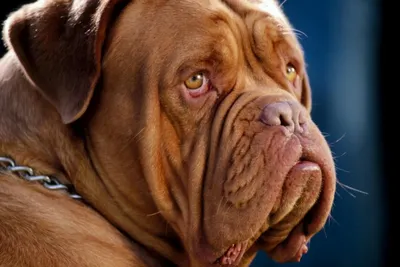 Французский Мастиф (Бордо Собака) Стоковые Фотографии | FreeImages