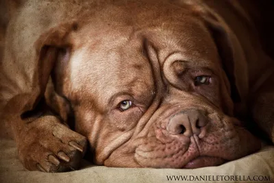 Dog Breeds - Бордоский дог (французский мастиф) Dogue de... | Facebook
