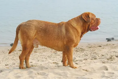 Бордоский дог (Dogue de Bordeaux) - это крупная, умная и очень смелая  порода собак. Фото, описание и отзывы о собаке.