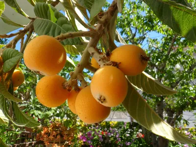 Оранжевые фрукты финиковой пальмы в Испании Стоковое Изображение -  изображение насчитывающей даты, листья: 175111983