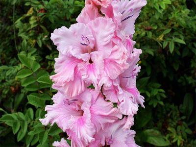 Gladiolus Samara | Bluestone Perennials