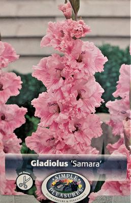Купите гладиолус samara (самара) 5 шт 🌹 из питомника Долина роз с  доставкой!