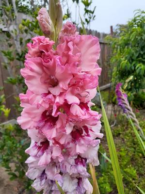 Samara Parrot Gladiolus 10 Bulbs 10/+ cm - Ruffled Pink Flowers -  Walmart.com