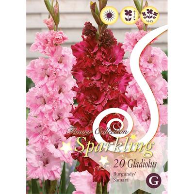Gladiolus Garden – Verdant Garden