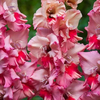 Gladiolus Kelly | Bluestone Perennials