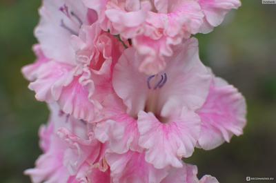 Гладиолус крупноцветковый \"Самара\" (Samara) \"Ваше хозяйство\" -  «Крупноцветковый гофрированный розовый гладиолус сорта \"Самара\" придется по  вкусу ценителям \"бабушкиных цветов\". » | отзывы