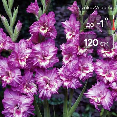 https://lafa.ru/plants/p/66497-gladiolus-krupnotsvetkovyy-dzhessika/