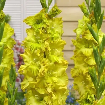 Gladiolus Jester, Details