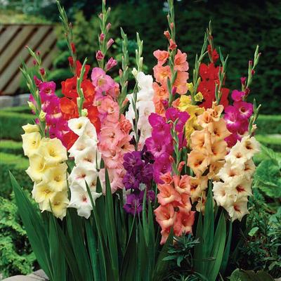 Van Zyverden Gladiolus Enchanted Cottage Blend, Dormant Bulb, Partial Sun,  Multicolor - Walmart.com