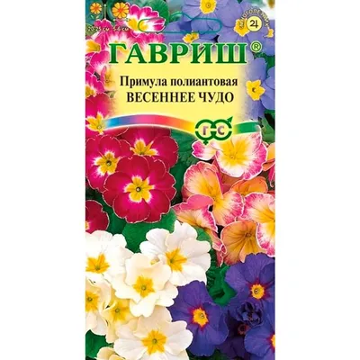 Глоксиния Prins Albert 6+: продажа, цена в Миргороде. Семена и клубни трав  и цветов от \"Цветочный центр \"Лилия\"\" - 2025284428