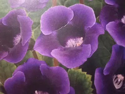 Семена цветов Глоксиния \"Брокэйд\", Фиолетовая, F1 , 10 шт. (7656508) -  Купить по цене от 62.00 руб. | Интернет магазин SIMA-LAND.RU