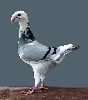 Немецкий выставочный голубь — Википедия