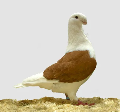 Антверпенский голубь — Википедия