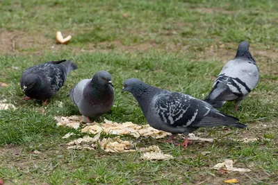 Голуби в парке Улан-Удэ пали от переедания чипсов и семечек | Ветеринария и  жизнь
