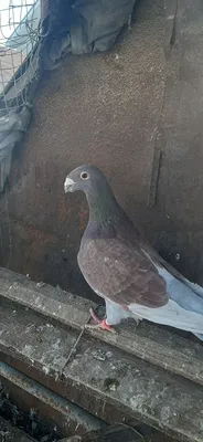 Продажа голубей немцы vinzare porumbei nemti