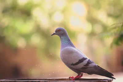 Немецкие ученые выяснили, что снится голубям — Сноб