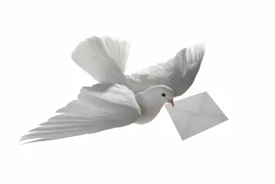 Немецкие горняки: почтовые голуби – актуальное хобби