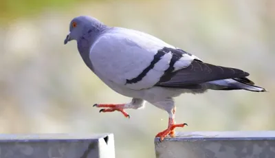Питомник бойных голубей