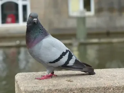 В Hamburg назначили награду за сведения об убийце голубей