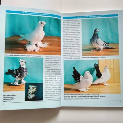 Охотники голубями | Купить книгу дешего