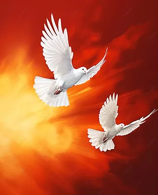белые голуби летают в небе на оранжевом фоне Обои Изображение для  бесплатной загрузки - Pngtree