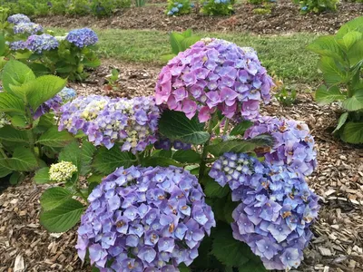 Hydrangea | Hydrangea \"Hamburg\", a big mophead that I prune … | Flickr