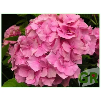 Домашний цветок \"Гортензия Гамбург\" купить по низкой цене в  интернет-магазине kashpo.store