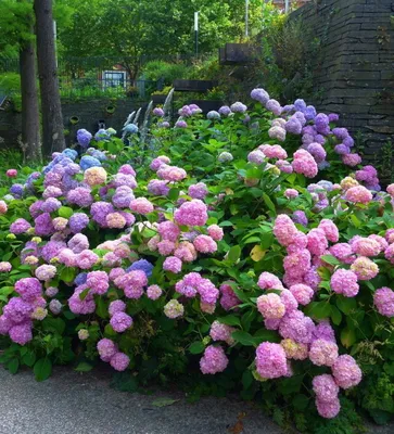 Pink And Violet Mop Head Hydrangea Macrophylla 'Hamburg' Flowering During  The Summer Months Stock Photo, Picture and Royalty Free Image. Image  153325421.