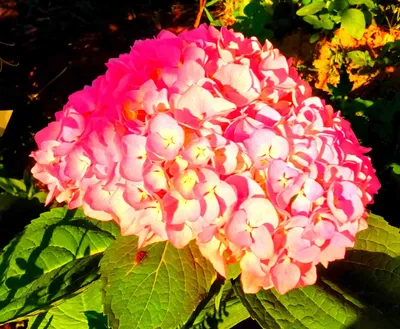 Hamburg Hydrangea macrophylla – Hydrangeas Online