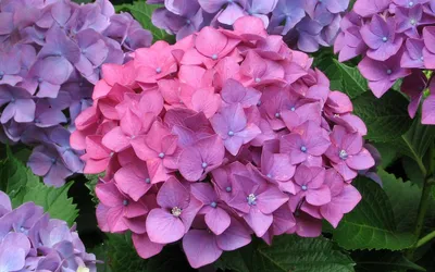 Hydrangea | Our hydrangea, var. 'Hamburg.' | Stones 55 | Flickr