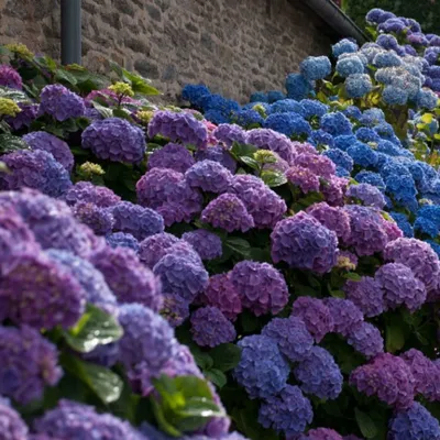 French Hydrangea Hamburg Photograph by Jenny Rainbow - Fine Art America