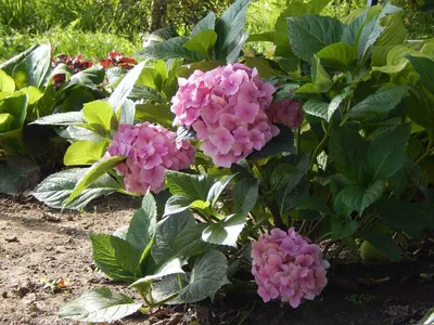 Hydrangea macrophylla Hamburg Raham City-line Series – The Teddington  Gardener