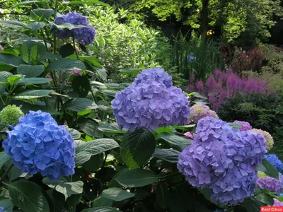 Hamburg Germany. Dream Garden. Purple and pink Hydrangeas | Dream garden,  Garden, Pink hydrangea