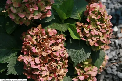 Купить растение Гортензия Гамбург в интернет-магазине садовых цветов Долина  Растений