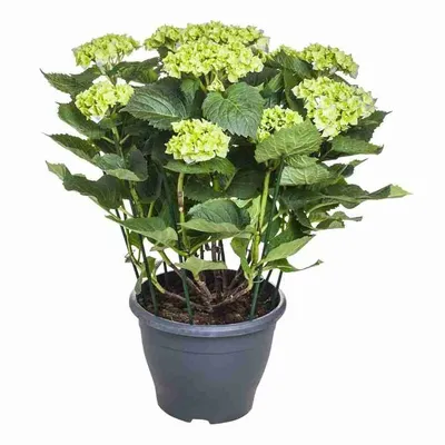 Hydrangea Macrophylla Hamburg Photos and Images | Shutterstock