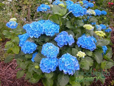 Hydrangea macrophylla Hamburg Stock Photo - Alamy