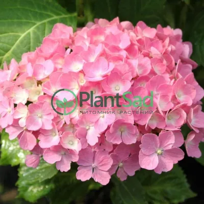 Гортензия крупнолистная Гамбург. (Hydrangea macrophylla Hamburg) С3 купить  в интернет-магазине ЦВІТСАД с доставкой по Украине