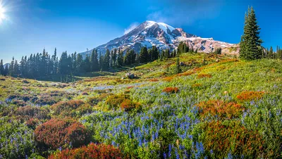 Фото США Панорама Crater Lake National Park Горы Природа Снег Парки