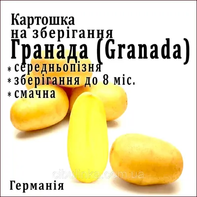 Картопля / картошка ГРАНАДА: 15 грн. - Продукты питания / напитки Нежин на  Olx