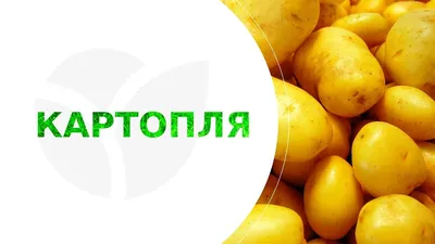 Картофель семенной (посадочный) Гранада. Среднеспелый, 1 репродукция 100  кг. Урожай 2022 года. – фото, отзывы, характеристики в интернет-магазине  ROZETKA от продавца: Михалыч | Купить в Украине: Киеве, Харькове, Днепре,  Одессе ...