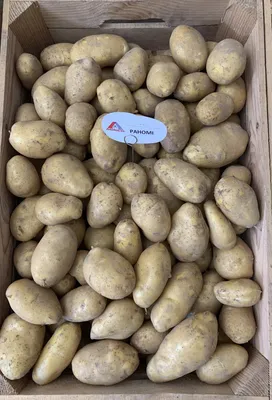 Картофель семенной Гранада, Ривьера, Днепропетровская область: Семена  овощей на Agronet