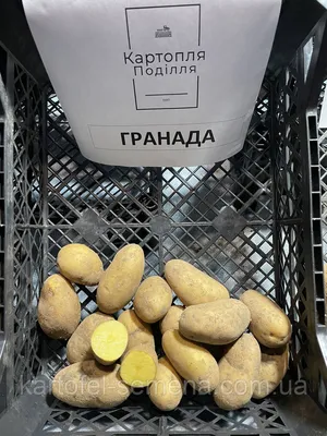 Картофель Гранада (Grаnаdа), от 10 кгНет в наличии: 20 грн. - Овощи Обухов  на BON.ua 89668365
