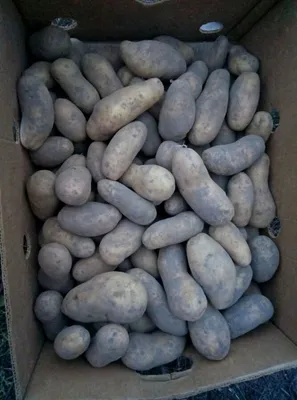 Семенной картофель Гранада, I-я репродукция (ID#1492536425), цена: 35.70 ₴,  купить на Prom.ua