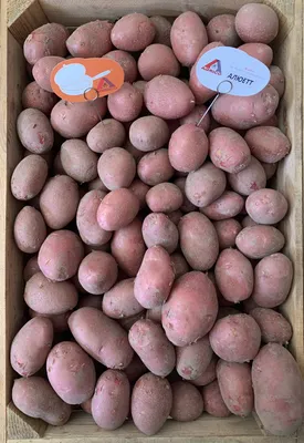 Архив Продам товарную картошку, сорт Гранада: 14 грн. - Овощи  Благовещенское на BON.ua 77487462